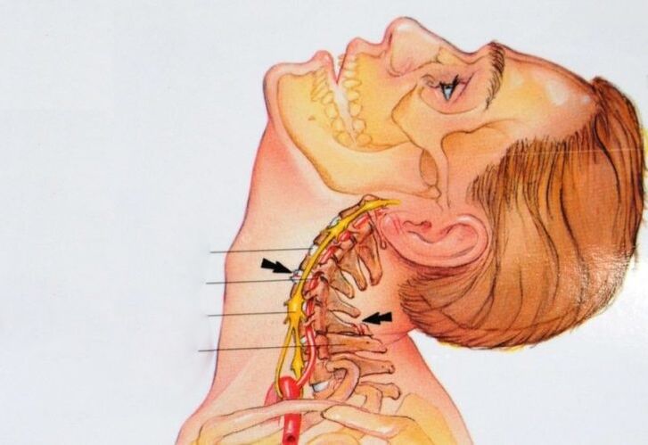 ang istraktura ng cervical vertebrae